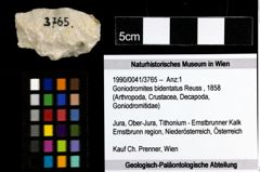 Foto (Objekt + Etiketten) von Goniodromites bidentatus (Reuss, 1858) 